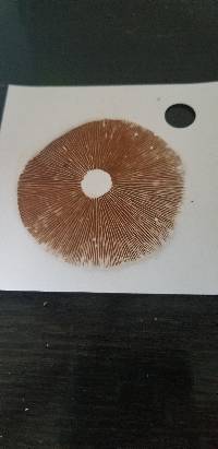 Gymnopilus luteus image