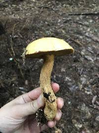 Suillus punctipes image