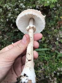 Chlorophyllum olivieri image