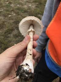 Chlorophyllum olivieri image