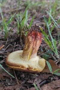 Boletus pallidoroseus image