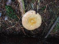 Russula seperina image