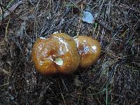 Russula favrei image