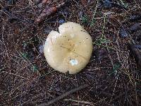 Russula seperina image