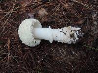 Amanita chrysoblema image