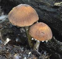 Psathyrella delineata image