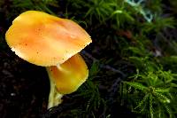 Hygrocybe aurantiosplendens image