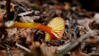 Hygrocybe insipida image