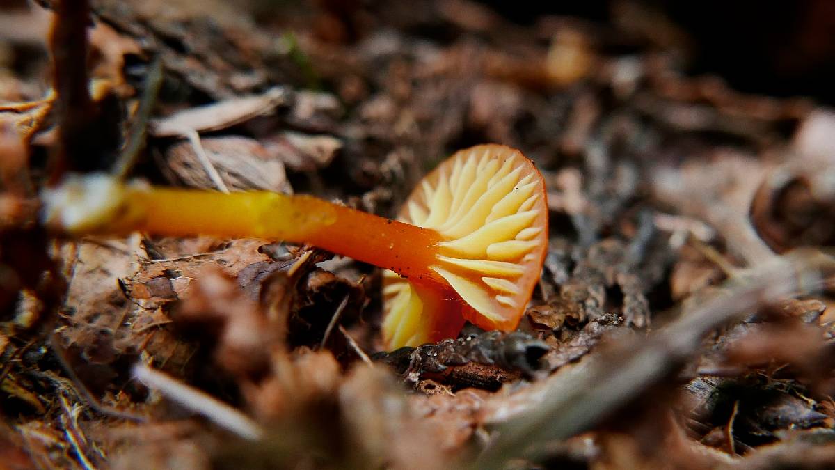 Hygrocybe insipida image