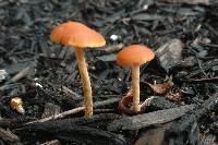 Agrocybe arvalis image