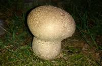 Calvatia cyathiformis image