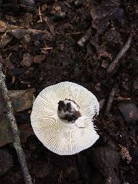 Russula albidula image