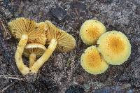 Gymnopilus lepidotus image