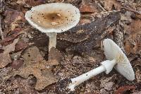 Amanita brunnescens image