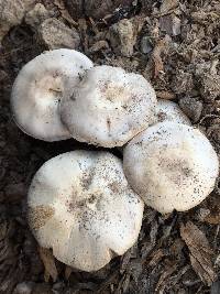 Agaricus californicus image