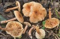 Lactarius tabidus image