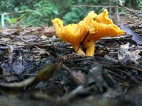 Cantharellus tabernensis image
