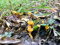 Cantharellus tabernensis image