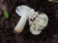 Russula perlactea image