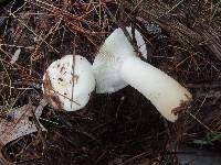 Russula perlactea image