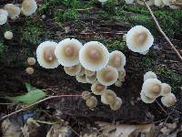 Mycena inclinata image