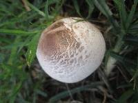 Leucoagaricus americanus image