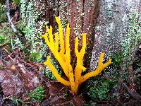 Calocera viscosa image