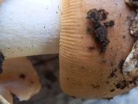 Amanita sect. Vaginatae image