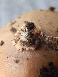 Amanita sect. Vaginatae image