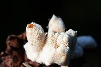 Abortiporus biennis image