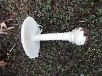 Amanita chrysoblema image