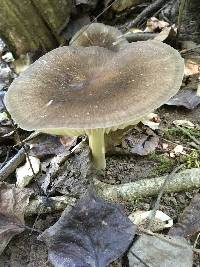 Megacollybia rodmanii image