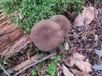 Lactarius lignyotus image