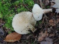 Lactarius mucidus image