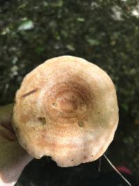 Lactarius psammicola image