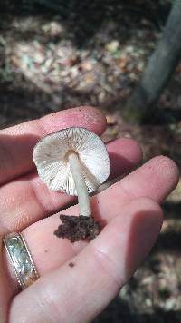 Pluteus longistriatus image