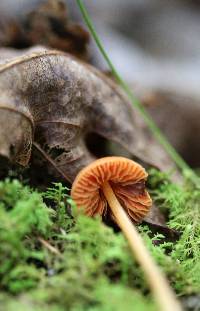 Entoloma quadratum image