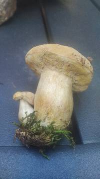 Boletus pallidus image