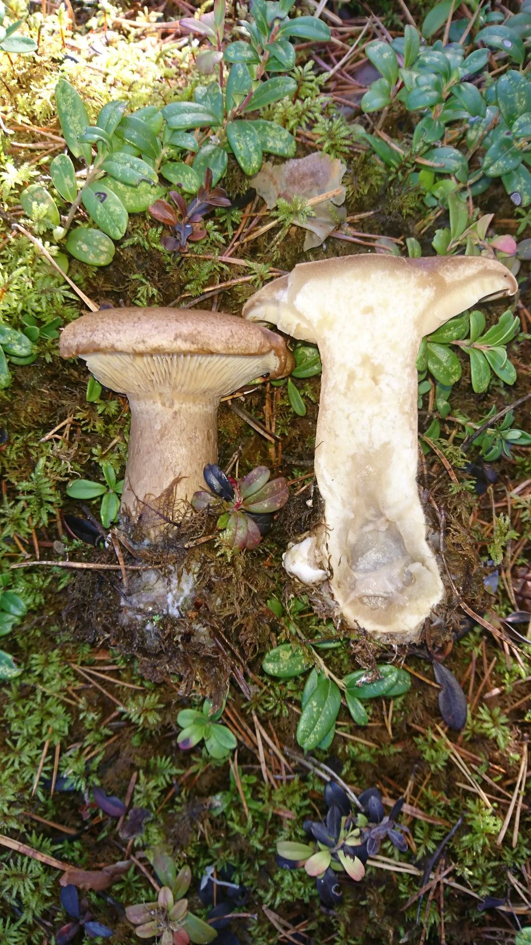 Pseudoclitocybaceae image