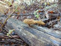 Lentinus stuppeus image