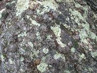 Lasallia papulosa image