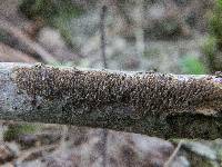 Hydnoporia olivacea image