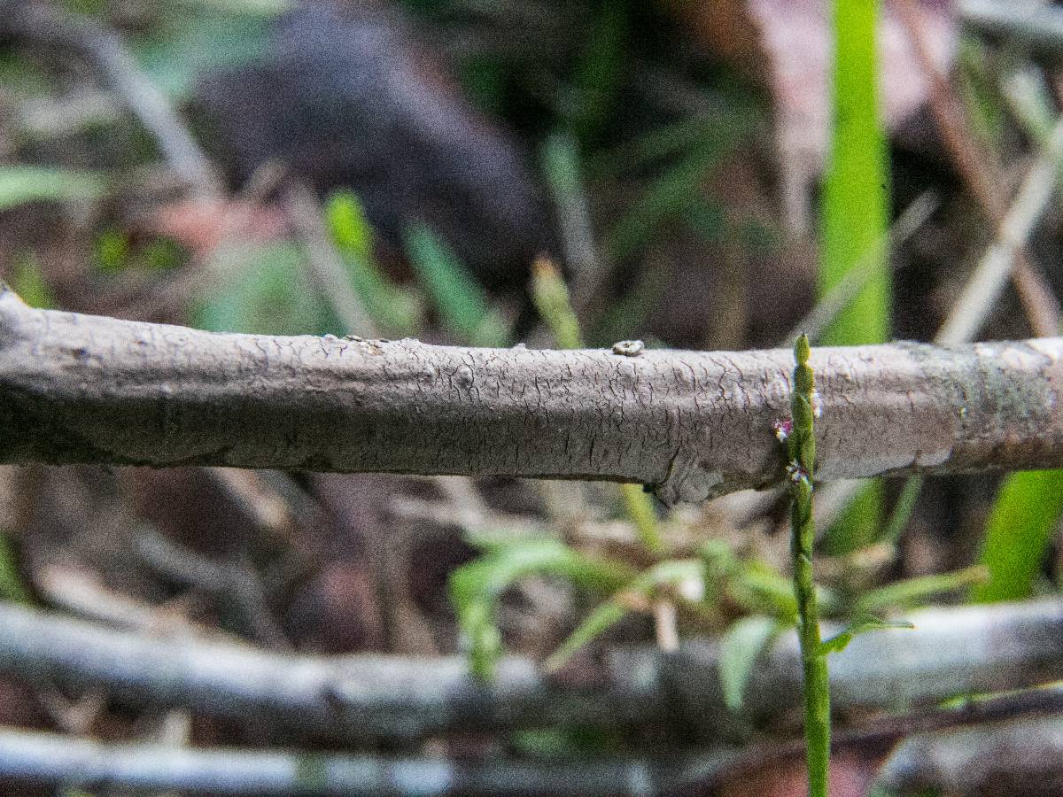 Peniophora cinerea image