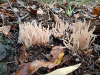 Clavaria rubicundula image