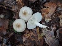 Hygrophorus occidentalis image