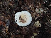 Hygrophorus sordidus image