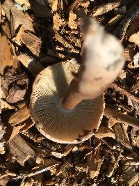 Leucoagaricus meleagris image