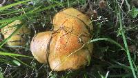 Suillus americanus image