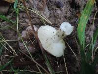 Russula versicolor image