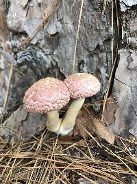 Boletellus ananas image